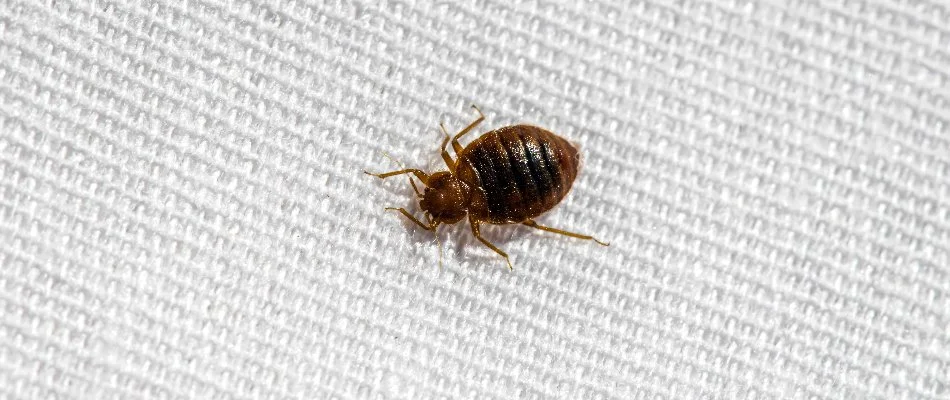 Closeup of a brown bed bug in Des Moines, IA.