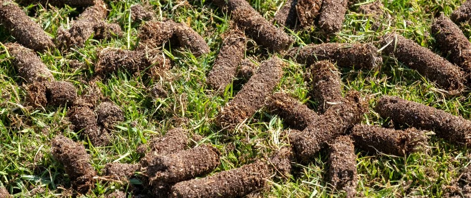Soil plugs on lawn from core aeration in Des Moines, IA.