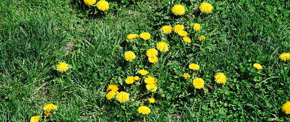 A patch of dandelions on our potential customer's lawn in Granger, IA. 