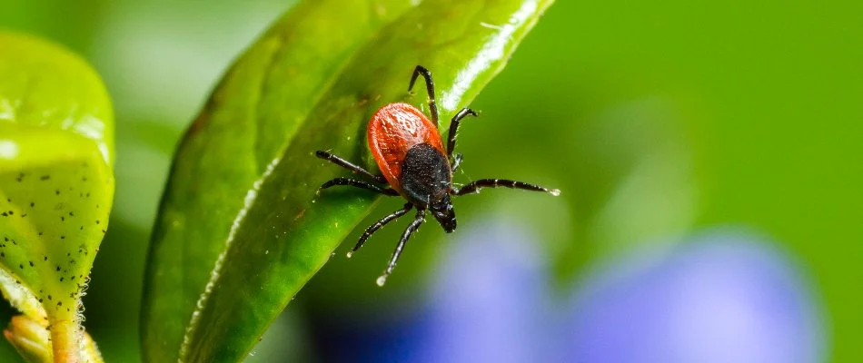 Deer tick on a leaf in Runnells, IA.