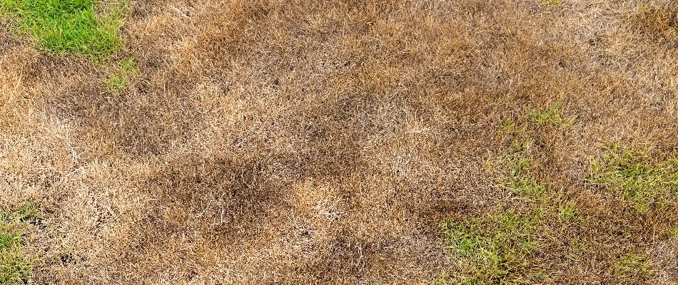 Dehydrated lawn on a property in Des Moines, IA.