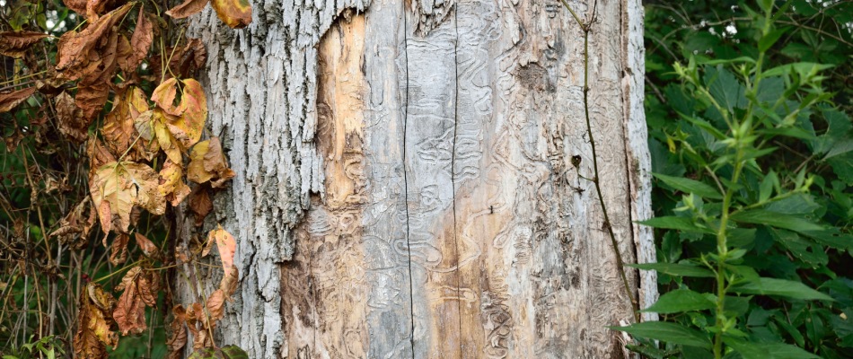 Emerald Ash Borer damaging tree bark in Des Moines. IA.