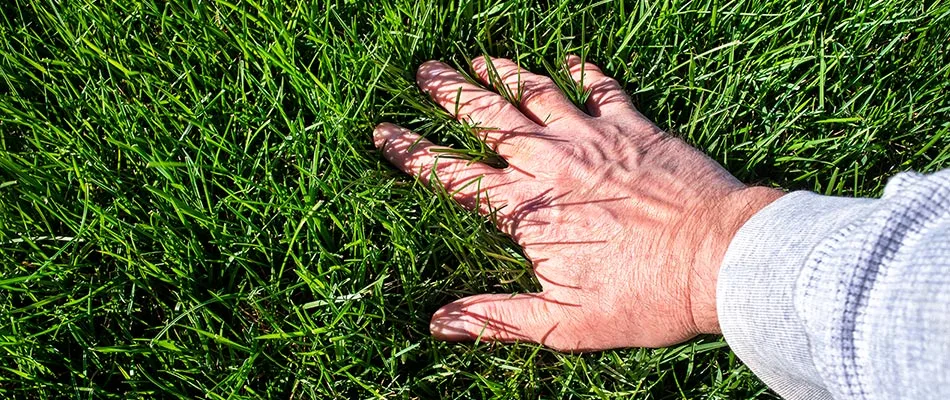Fertilized commercial property's lawn being touched by a hand near Lovington, IA.