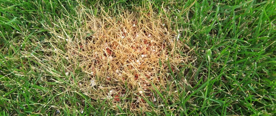 Fertilizer burn on a lawn in Des Moines, IA, area.