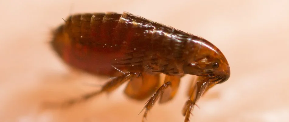 Flea on skin in Des Moines, IA.