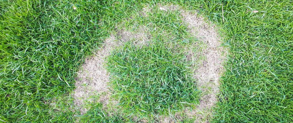 Necrotic ring lawn disease found in client's lawn in Clive, IA.