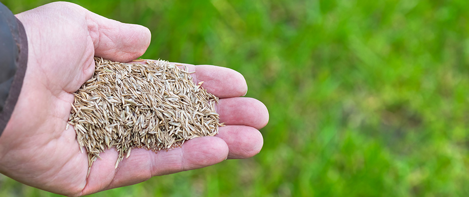 Our landscaper's hand full of grass seeds to spread after aeration by a home in Waukee, IA.