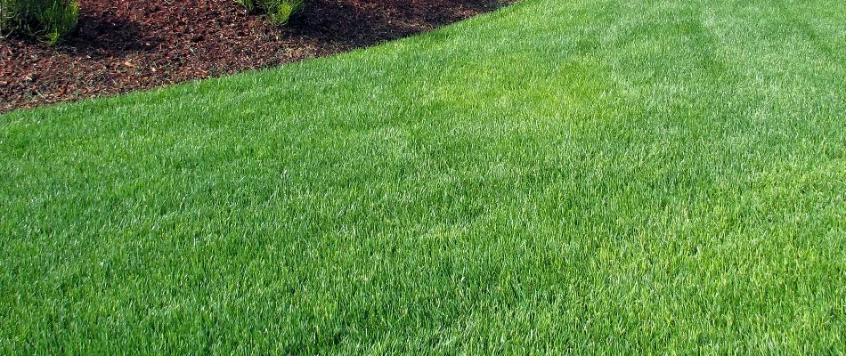 Healthy, green grass and a mulched landscape bed.