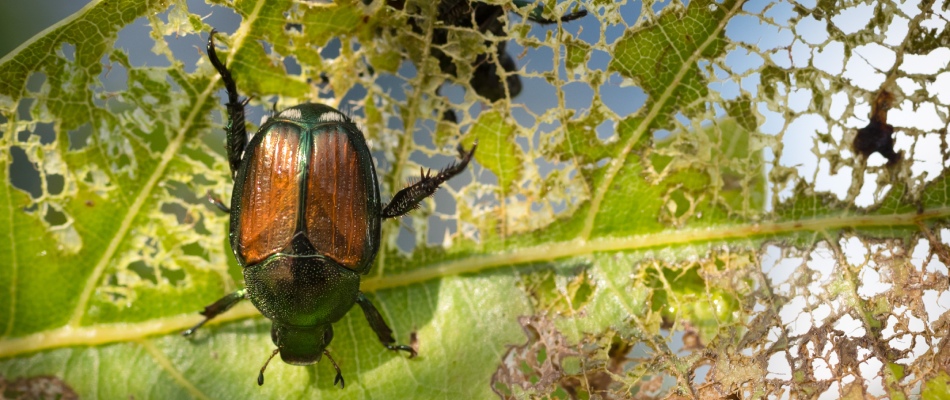 Japanese beetle eating away at tree leaf in Adel, IA.