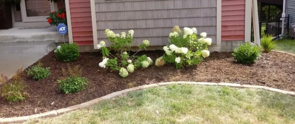 Landscape bed in Des Moines, IA, with mulch and white flowers.