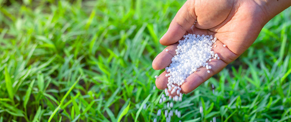 Lawn care professional sprinkling granular fertilizer pellets onto yard in Des Moines, IA.