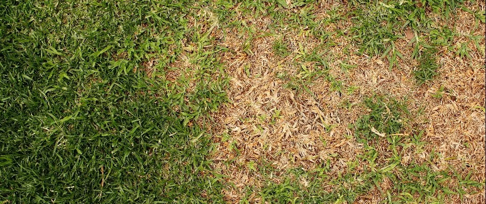 Lawn disease on a lawn in Des Moines, IA.