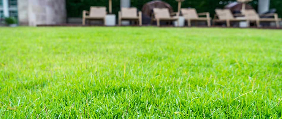 Lawn with regular fertilization and lawn care services in Van Meter, IA.