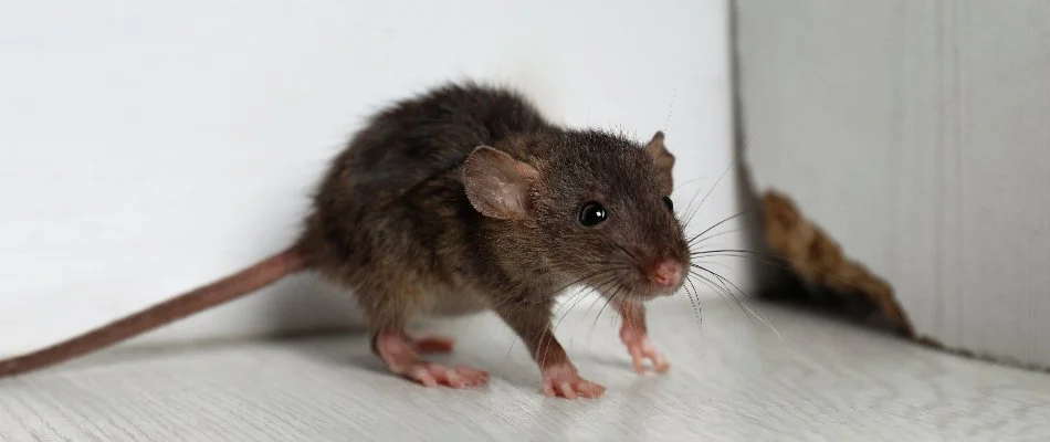 Pond near a paver walkway in Des Moines, IA.