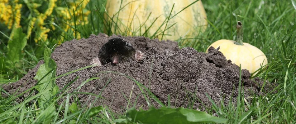 Mole emerging from a tunnel on a lawn in Slater, IA.