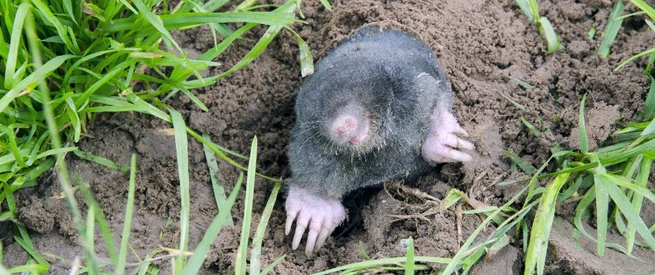 Mole sticking out of a tunnel on a property in Des Moines, IA.
