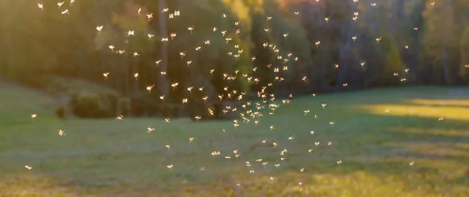 Mosquitoes flying through the air on a property in Des Moines, IA.