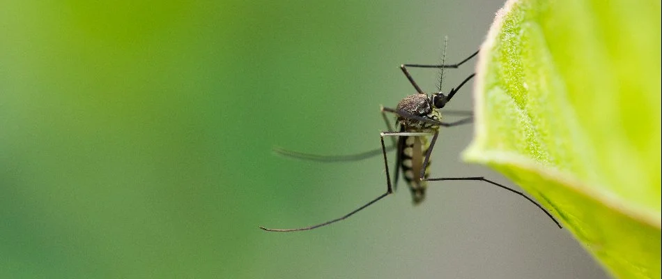 Mosquito on a leaf in Des Moines, IA.