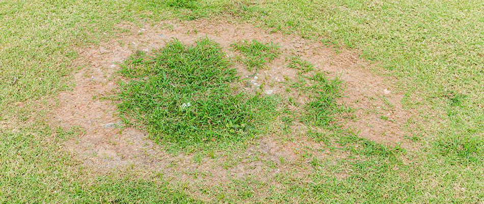 Necrotic ring spot lawn disease found in client's property in Clive, IA.