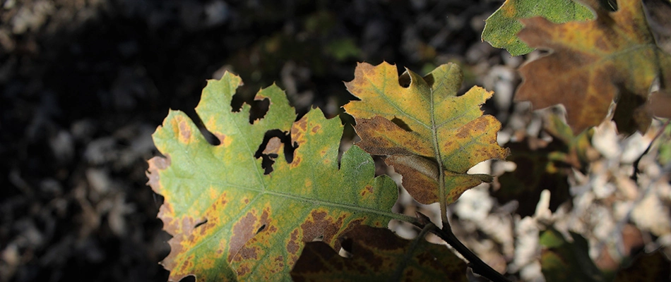 Oak wilt tree disease found in a client's landscape in Altoona, IA.