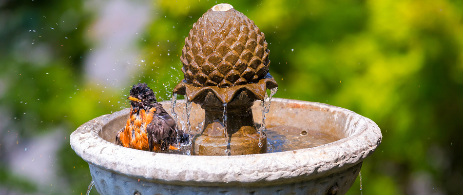 Close up on a small orange and black bird bathing in a water fountain by a home in Van Meter, IA.