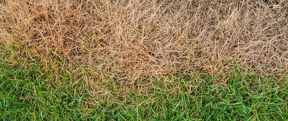 A damaged lawn caused by over fertilization.