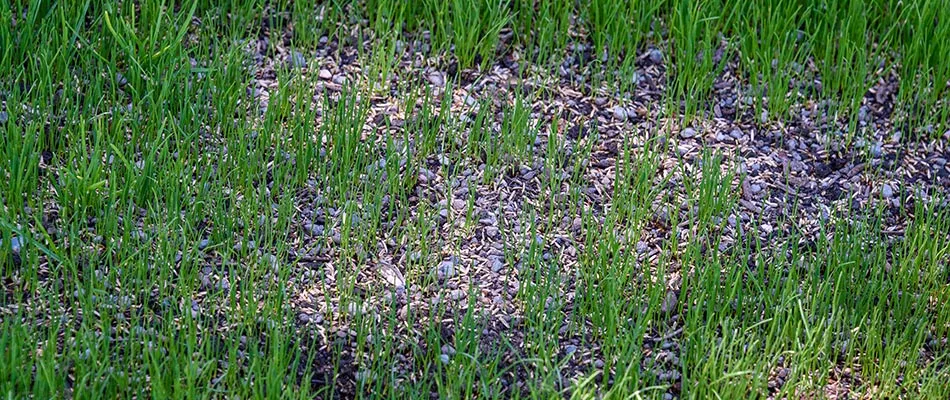 A lawn with patches of missing grass filled in with overseeding near Des Moines, IA.