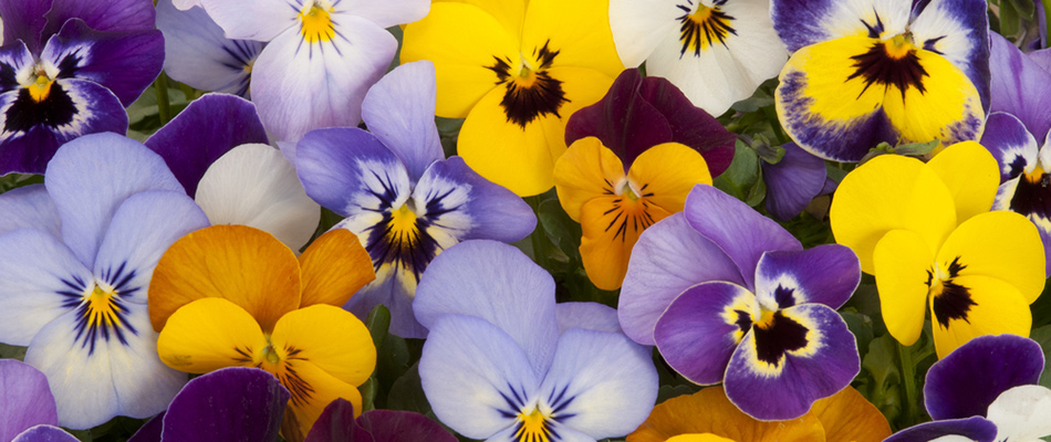 Pansies in a garden in West Des Moines, IA.