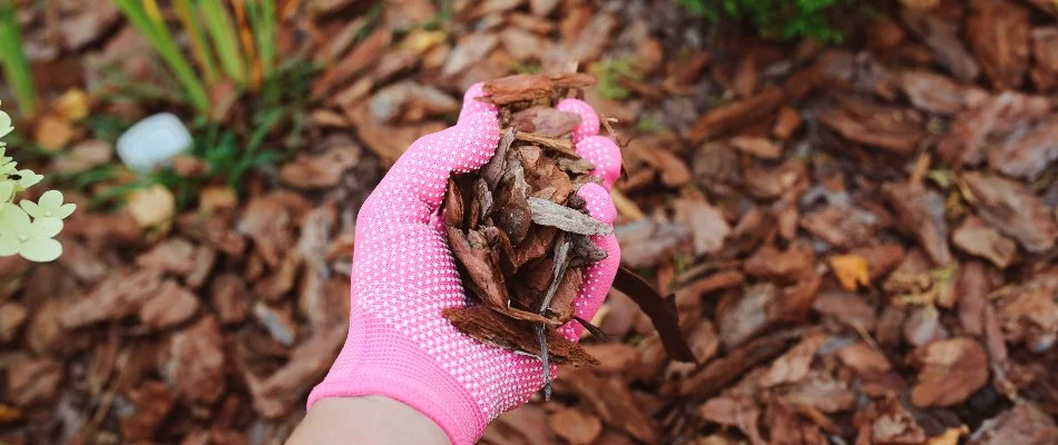 Person with gloves holding mulch before installing it for a landscape in Des Moines, IA.