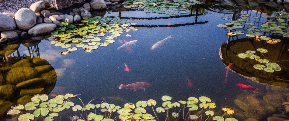 Pond in Des Moines, IA, with fish and lilypads.