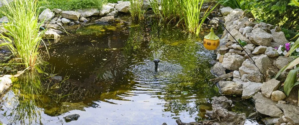 Pond in Des Moines, IA, with plants and a fountain.