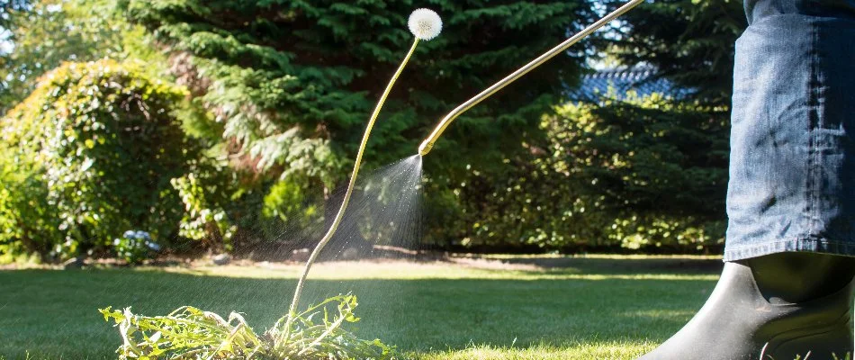 Weed control treatment being applied to a dandelion on a property in Des Moines, IA.