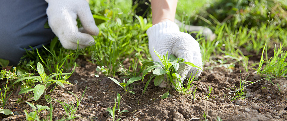 Our potential client in Indianola, IA pulling weeds from her lawn. 
