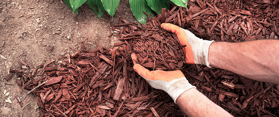 Our landscape professional replenishing mulch on a landscape bed in Clive, IA.