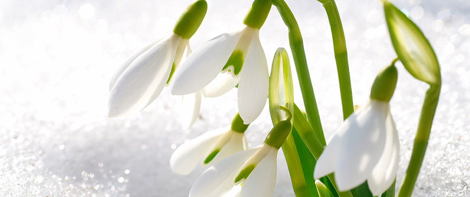 A close up on snow drop flowers outside a home in Windsor Heights, IA. 