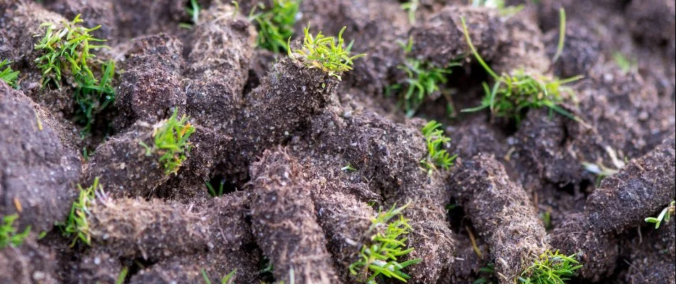 Soil plugs from aeration on a property in Des Moines, IA.