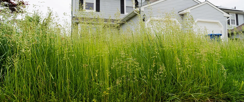 Tall grass and weeds in need of maintenance in Urbandale, IA.
