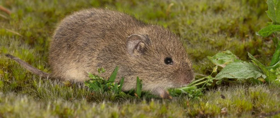 Vole eating vegetation on a property in Des Moines, IA.