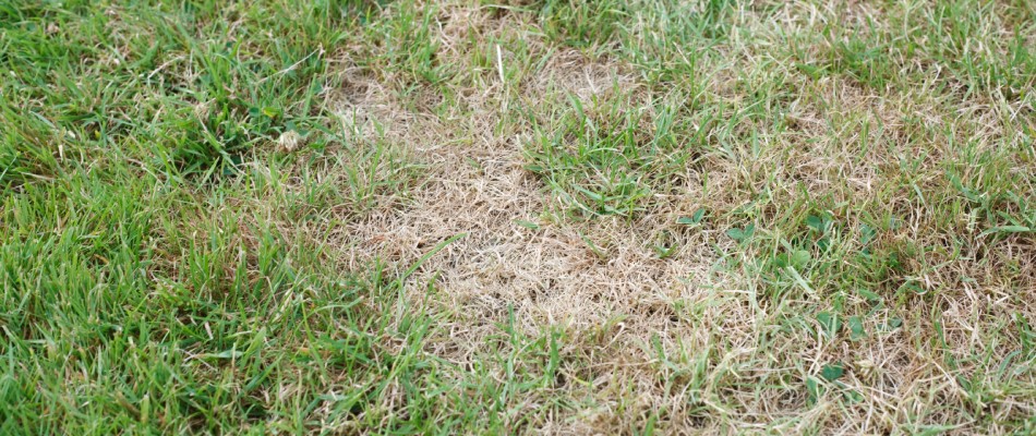 Weakened lawn due to lack of nutrients in Clive, IA.