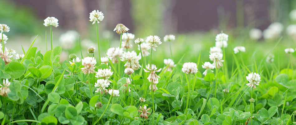 A bed of white clover weeds that recently grew on our potential customer's lawn in Waukee, IA. 