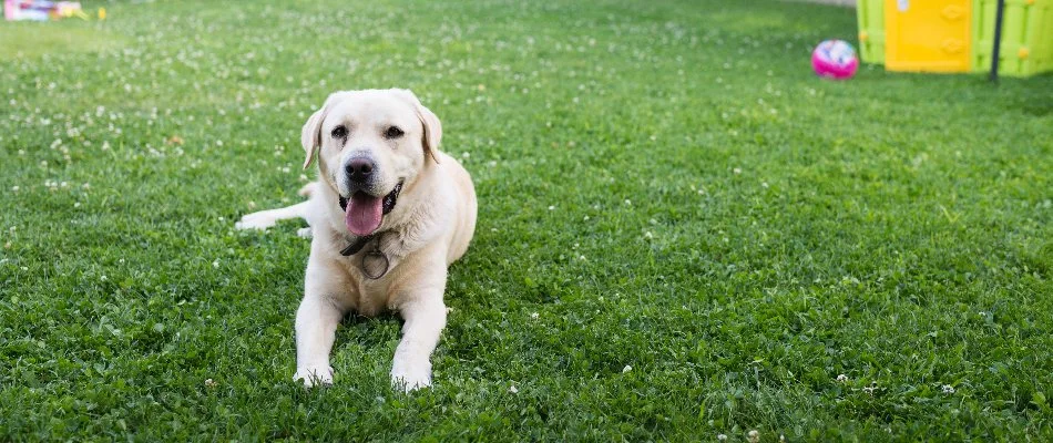 Dog on a lawn in Des Moines, IA, after a lime treatment.