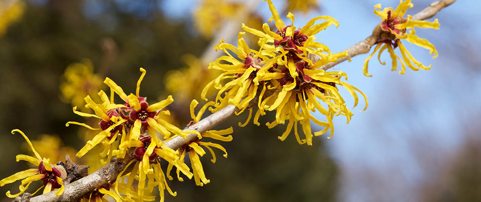 Close up on witch hazel flowers planted on a property in Waukee, IA. 