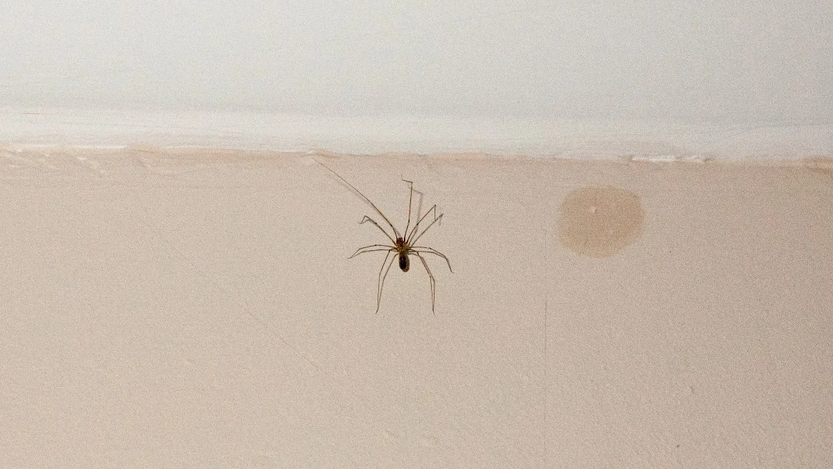 Newly installed irrigation system for Ankeny, IA homeowner.